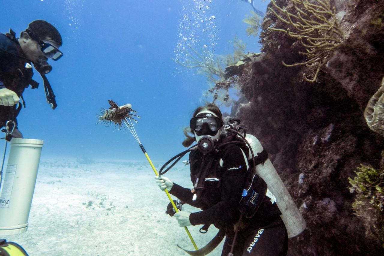 spearing lionfish in belize